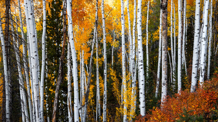 Tall Aspen trees during autumn time in Wasatch mountain state park, Utah.