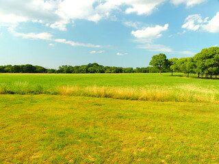 誰もいない初夏の草原と林のある水元公園風景