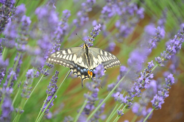 キアゲハとラベンダー