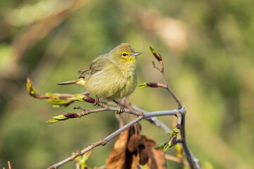 Female Orange-crowned Warbler in Alaska