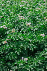 ジャガイモの花