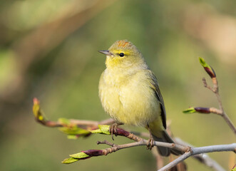 Female Orange-crowned Warbler in Alaska © Dee Carpenter