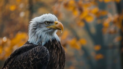 An eagle in an autumn forest setting, with intense and profound focus in its eyes, depicting the bird's sharp awareness and the serene yet vibrant environment around it.