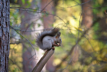 A grey squirrel sits on a branch and eats a nut in autumn. Selective focus
