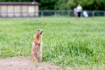 A wild ground squirrel stands and looks away in the summer in the park. Selective focus