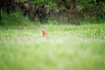 A wild gopher stands and looks away in a clearing among the grass. Selective focus