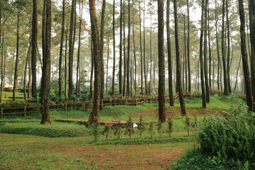 Fototapeta premium Pine Forest in Autumn Afternoon