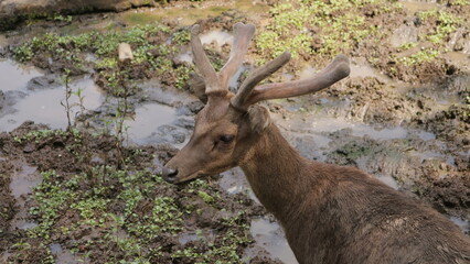 Young Deer with Velvet Antlers in Muddy Habitat