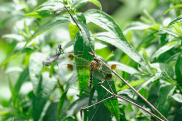 コフキトンボ　オビ型。本来は薄いグレーのトンボだがまれに変異主としてメスに羽に帯び模様の帯び型が生まれる。