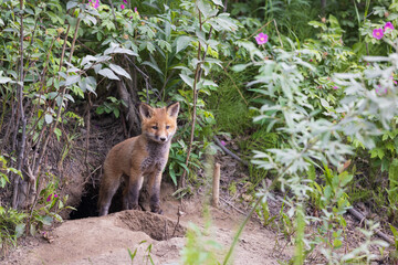 Red fox steps out of his den