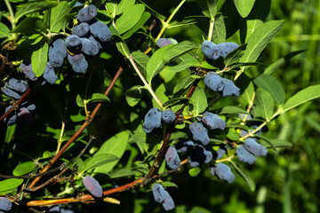 Bunches of ripe honeysuckle berries on a green bush