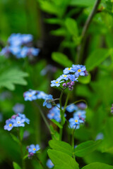 Beautiful blue flowers against a background of greenery