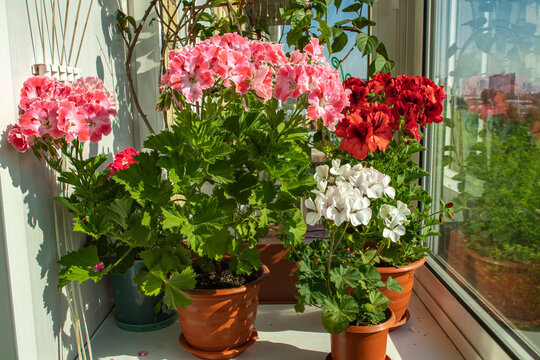 Bright balcony flowers close-up, pink and red flowers