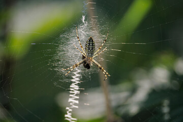 Garden spider (Araneus diadematus) - a species of spider from the Araneidae family. The name comes from the characteristic white cross on the abdomen. close-up photography