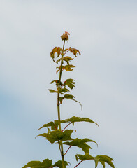The top of a sycamore tree against the clouds