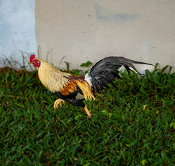 Rooster Running in Green Grass with a White Wall in the Background.