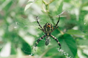 数が減少しているコガネグモ
