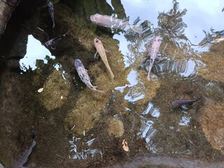 water drops on the rocksA vibrant koi fish gracefully glides through the clear waters of the pond, its scales shimmering under the dappled sunlight. The koi's colors, a mesmerizing blend of orange, wh