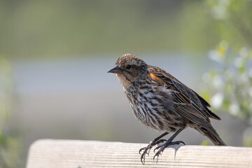 A female redwing blackbird perched on the back of a wooden bench. 
