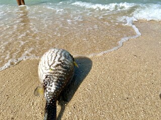 Dead and bloated puffer fish stranded on the beautiful tropical beach 