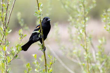 A redwing blackbird perched on a branch by a lake.