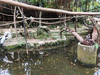 A graceful pelican meticulously preens its feathers in the serene center of the pond. Its large,...