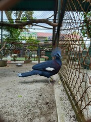 A magnificent crowned pigeon displays its regal beauty within the confines of its zoo enclosure. Its deep blue feathers shimmer with iridescence, adorned with a striking crest on its head that resembl