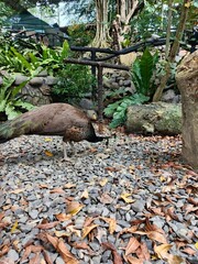 A majestic peacock is foraging for food among dry leaves scattered over a rocky terrain. Its vibrant blue and green plumage glistens under the sunlight as it delicately steps on the pebbles, carefully