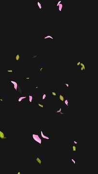 Loop Flying petals and leaves on Transparent Background. Alpha Channel. Matte