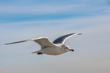 seagull in the sky
