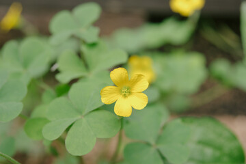 カタバミ