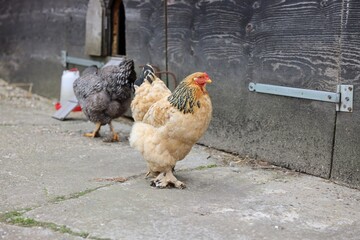 Beautiful colorful chickens in yard. Domestic animal