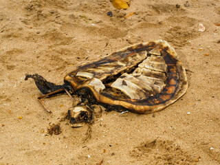 Decomposing Carcass of a Dead Sea Turtle on Coastline Sand.Detailed perspective of a deceased marine turtle rotting on the seashore sand. Ideal illustration for scientific studies on marine animal mor © Phisit