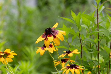 ルドベキアと小さなハナアブ