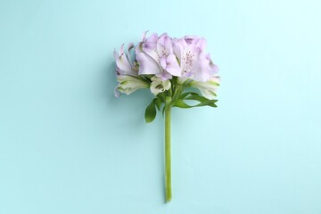 Beautiful alstroemeria flowers on light blue background, top view