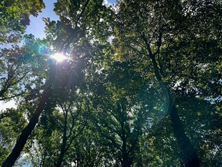Obraz premium Beautiful trees with green leaves growing in park, low angle view