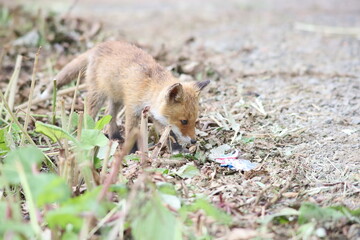 地面を歩くキタキツネ