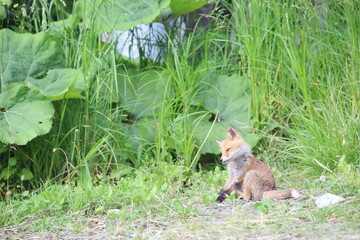 林道で出会ったキタキツネ