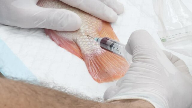 Blood collection from tilapia fish
