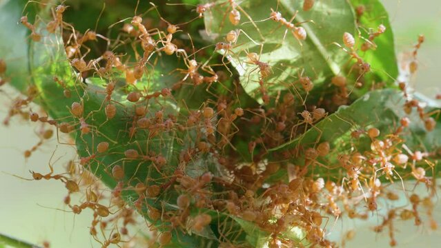 Close up inside ant's nest, giant red ants protect ant eggs and ant pupae on nest made from green leaf.ecology concept.