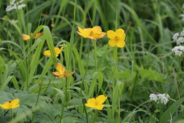 木曽駒ケ岳、千畳敷カールの景色。夏のお花畑。シナノキンバイ。