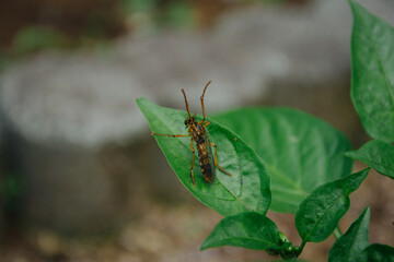 アシナガムシヒキ