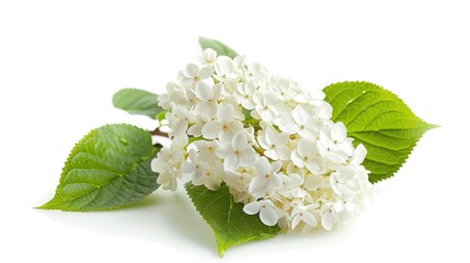 Viburnum flower isolated on a white background 