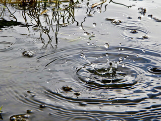 Tranquil Moments: Water Droplets Splashing on a Serene Pond Surface
