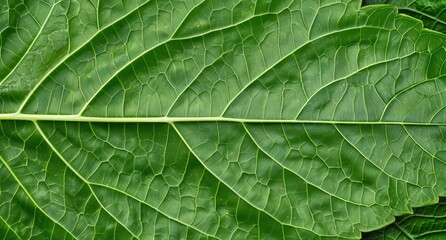 Obraz premium Detailed macro view of a green leaf