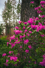 pink flowers in the garden