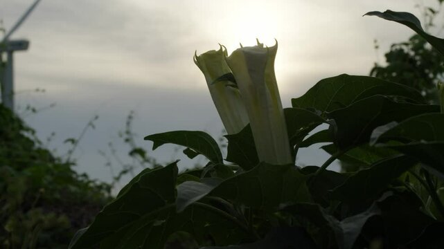 Closeup Of Datura Flowers Plant At Dawn. 