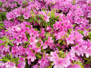 China, pink azalea for background