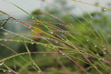 water droplets on a plant with water drops