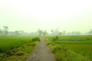 a stretch of asphalt road in the middle of rice fields with rice ready to be harvested